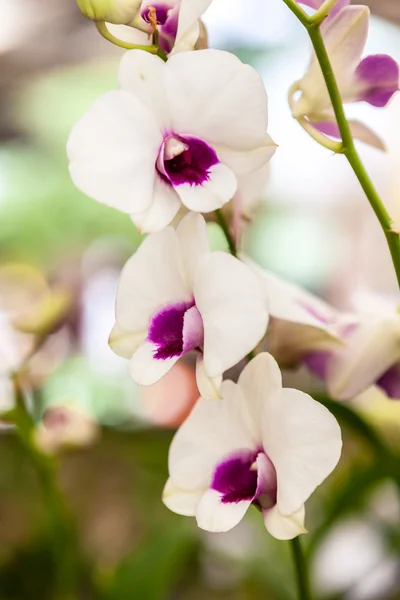 Białe, fioletowe kwiaty orchidei — Zdjęcie stockowe