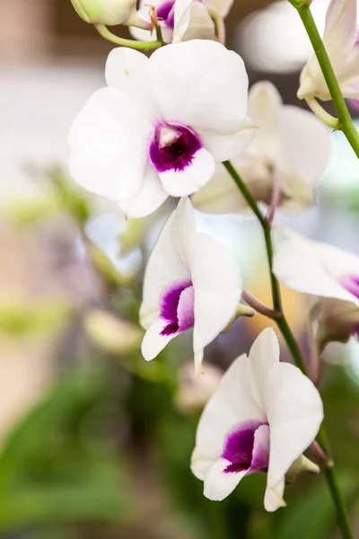 Weiße lila Orchideenblüten — Stockfoto