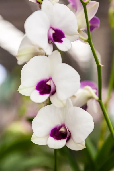 Белоснежные фиолетовые цветы — стоковое фото