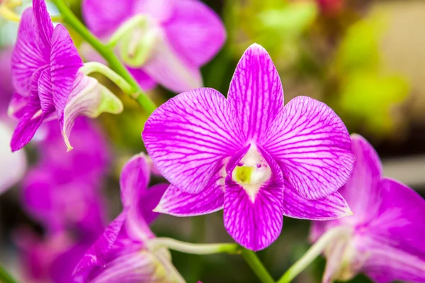 Mor beyaz orkide çiçek — Stok fotoğraf
