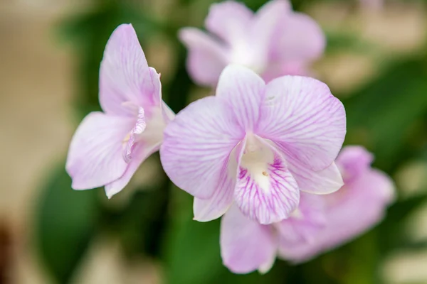 Flores roxas brancas da orquídea — Fotografia de Stock