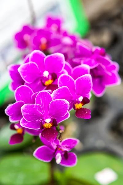 Fioletowy białe kwiaty orchidei — Zdjęcie stockowe