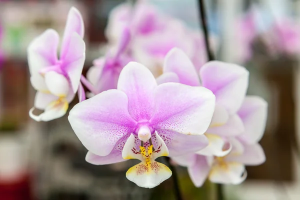 White purple orchid flowers — Stock Photo, Image