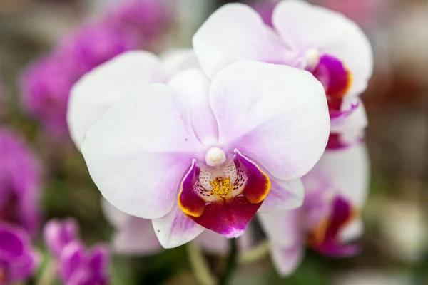 Beyaz mor orkide çiçek — Stok fotoğraf