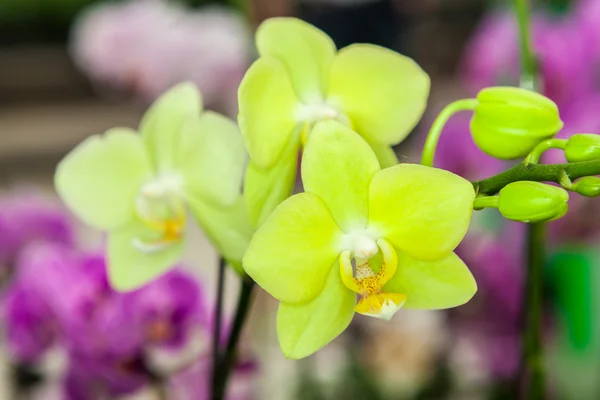 Gruppo di fiori di orchidea gialla — Foto Stock
