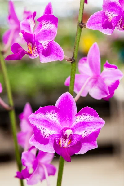 Flores brancas roxas da orquídea — Fotografia de Stock