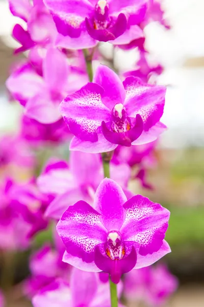 Flores de orquídea blanca púrpura — Foto de Stock