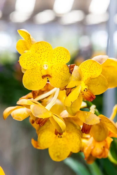 Grupa żółte kwiaty orchidei — Zdjęcie stockowe