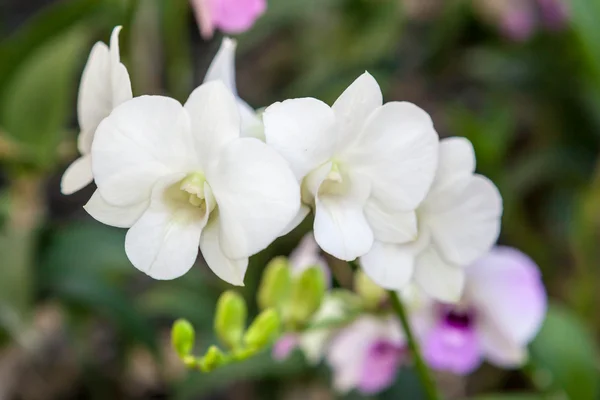Grup beyaz orkide çiçek — Stok fotoğraf