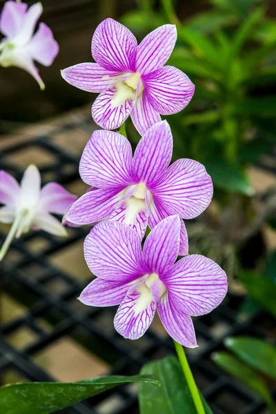 Fiori bianchi viola del orchid — Foto Stock