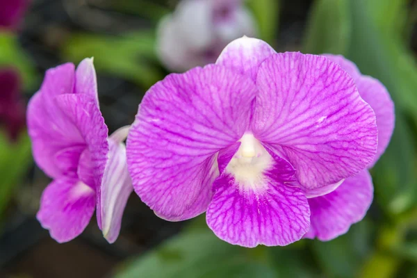 Δύο purple orchid λουλούδια — Φωτογραφία Αρχείου