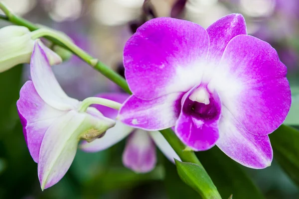 Paars wit orchideebloem — Stockfoto