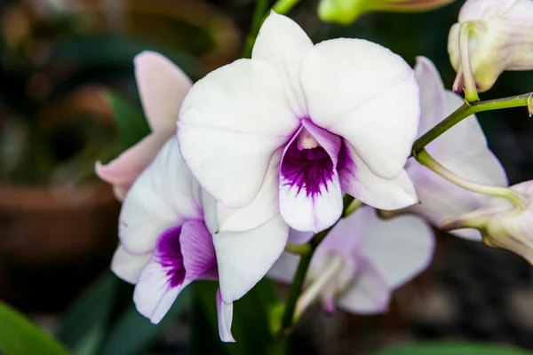 Beyaz mor orkide çiçek — Stok fotoğraf