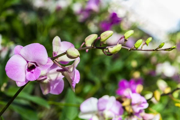 Flores roxas brancas da orquídea — Fotografia de Stock