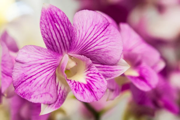 Flores brancas roxas da orquídea — Fotografia de Stock