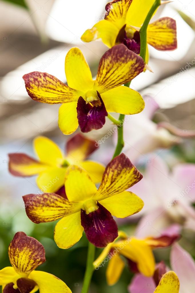 Group of yellow red orchid flowers