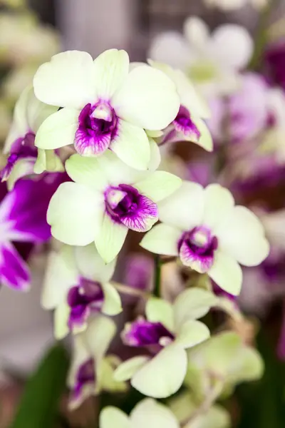 White purple orchid flowers — Stock Photo, Image