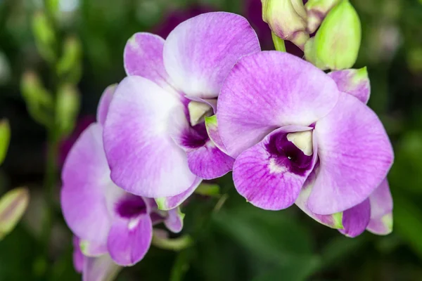 Lilla hvide orkideblomster - Stock-foto