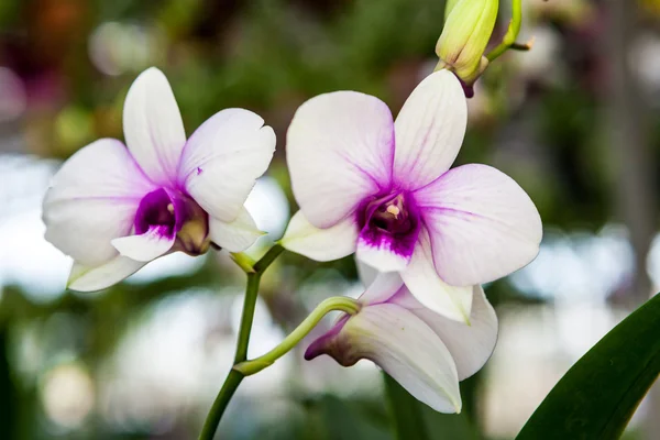 Fehér lila orchidea virágok — Stock Fotó