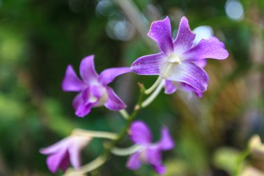 Mor beyaz orkide demet