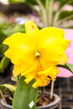 Sarı orkide çiçek