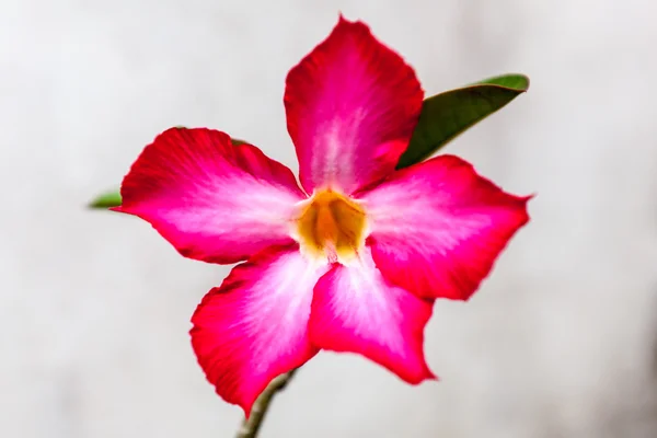 Flores de azalea roja — Foto de Stock