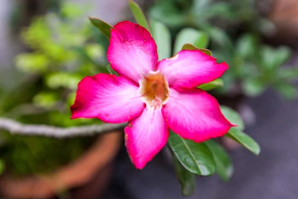 Flores vermelhas de azálea — Fotografia de Stock