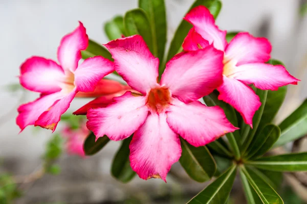 Червоні azalea квіти — стокове фото