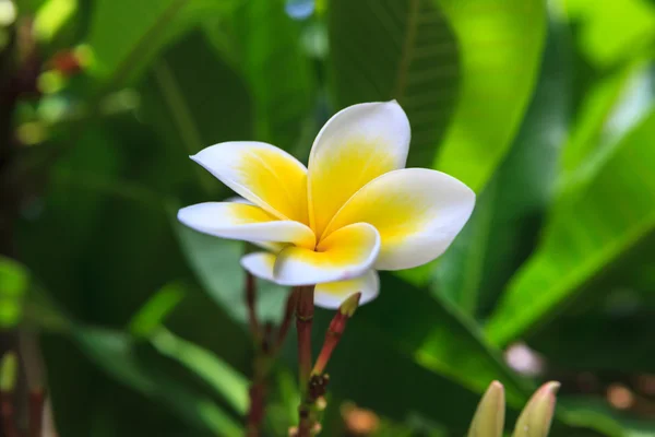 Witte frangipani op boom — Stockfoto