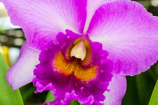 Flor de orquídea púrpura — Foto de Stock