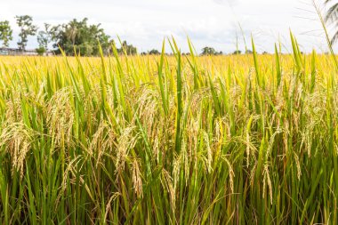 Olgun pirinç yakın çekim
