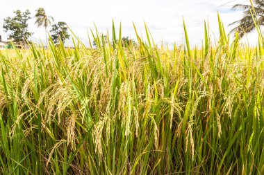pirinç çeltik alan yakın çekim