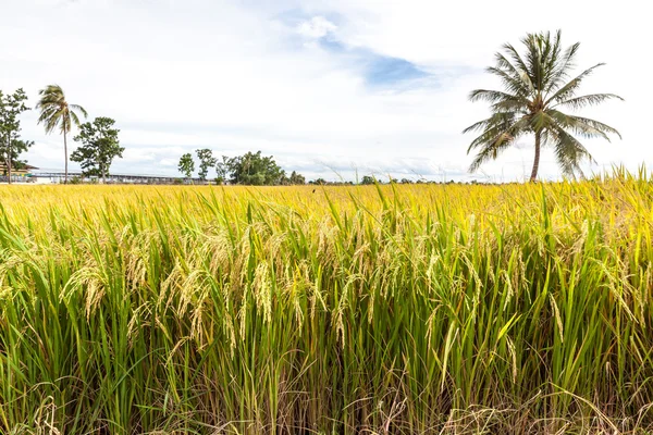 Arroz arrozal con cielo — Foto de Stock