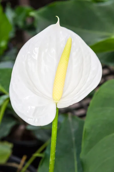 Vita och gula flamingo blomman — Stockfoto