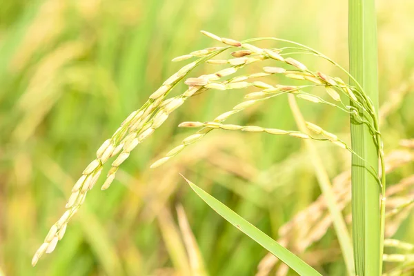 Arroz maduro close up — Fotografia de Stock