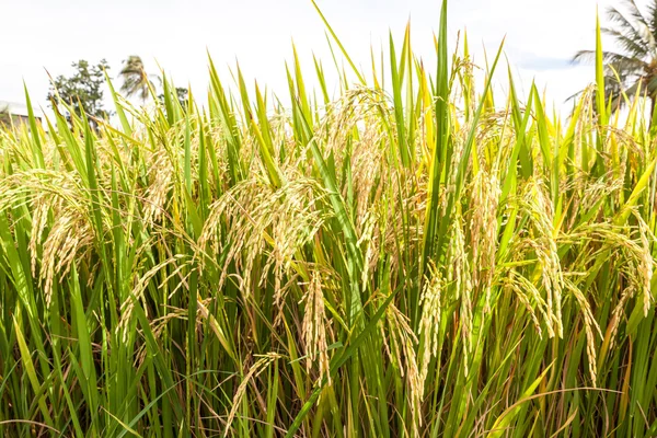 Arroz paddy campo de perto — Fotografia de Stock