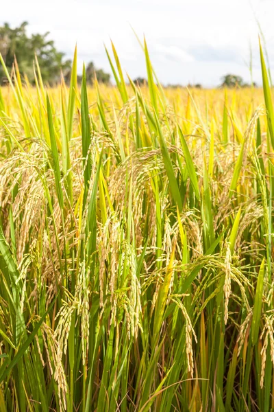 Moget ris på nära håll — Stockfoto