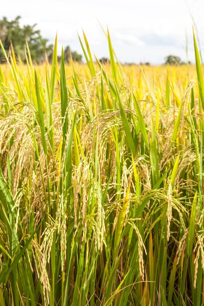 Ripe rice close up — Stock Photo, Image