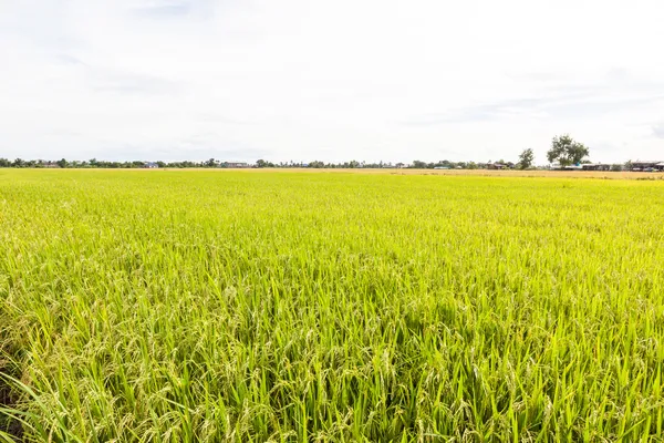 Campo de arroz paddy — Fotografia de Stock