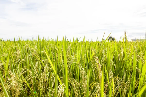 Arroz maduro de cerca — Foto de Stock