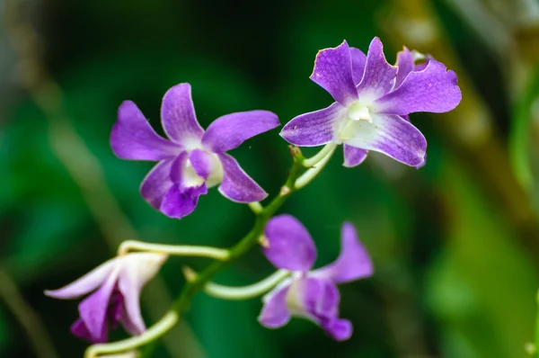 Фіолетовий білий букет орхідей — стокове фото