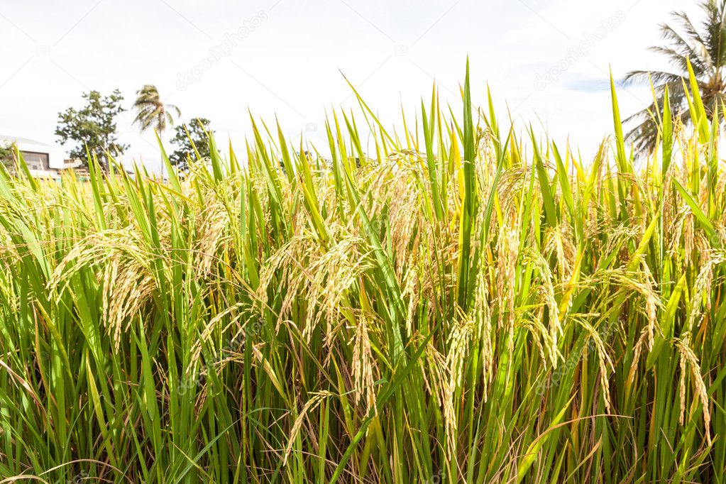 Rice paddy field close up