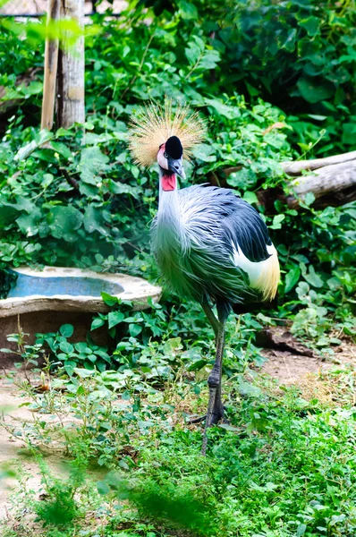 West-Afrikaanse gekroonde kraan vogel — Stockfoto