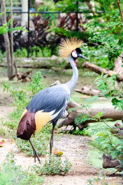 West-Afrikaanse gekroonde kraan vogel — Stockfoto