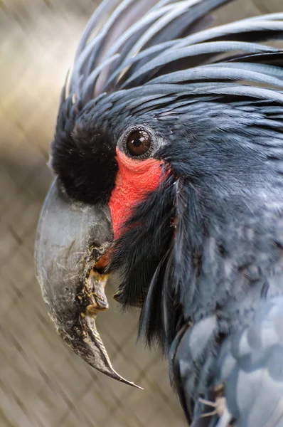 Black palm cockatoo head — Stock Photo, Image