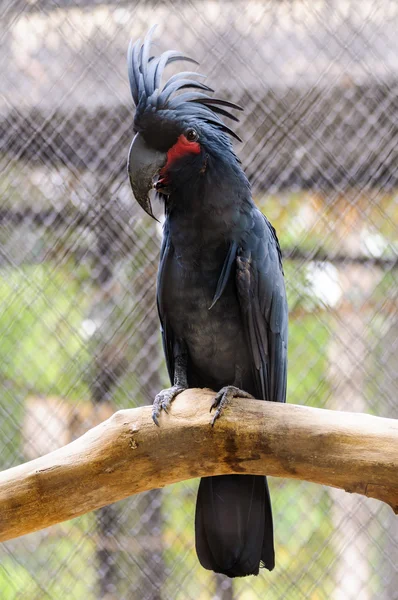 Black palm cockatoo — Stock Photo, Image