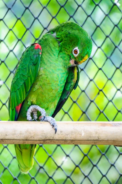 Yellow head macaw — Stock Photo, Image