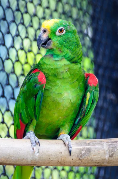 Arara cabeça amarela — Fotografia de Stock