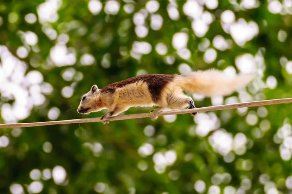 Esquilo em fuga — Fotografia de Stock