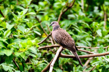 Alaca imparatorluk güvercin